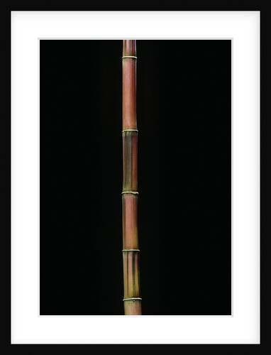 Himalayacalamus hookerianus 'Damarapa' (blue bamboo) by Anonymous