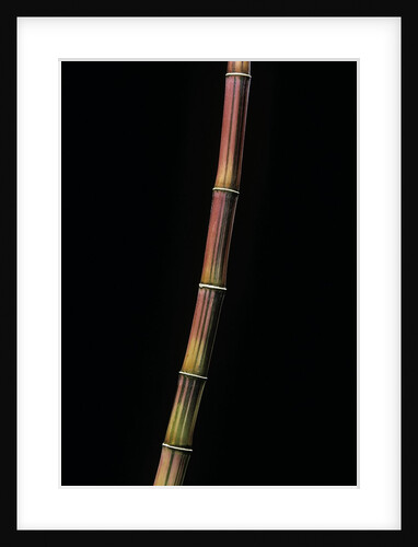 Himalayacalamus hookerianus 'Damarapa' (blue bamboo) by Anonymous