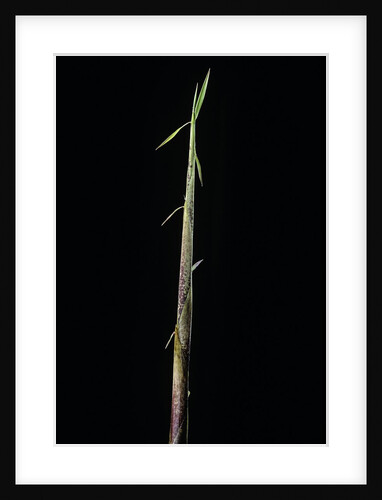 Hymalayocalamus sp. (bamboo) - shoot by Anonymous