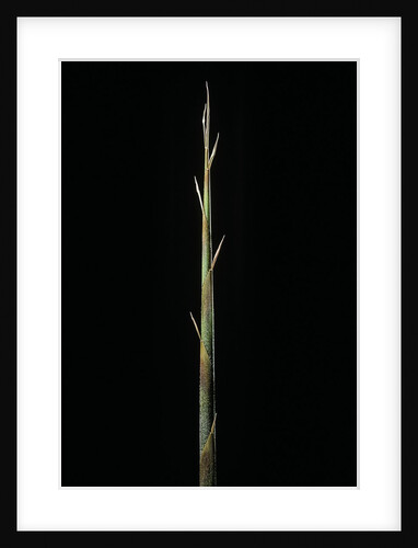 Indocalamus latifolius (bamboo) - shoot by Anonymous