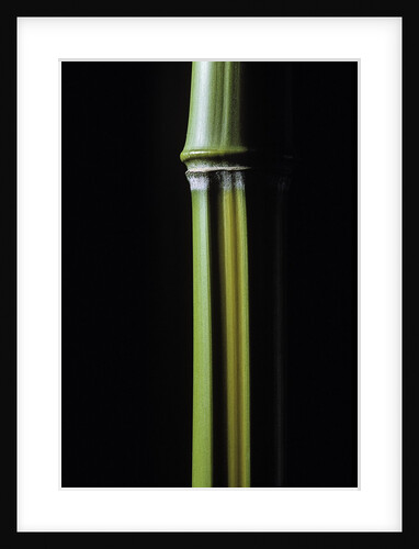 Phyllostachys arcana 'Luteosulcata' (bamboo) by Anonymous