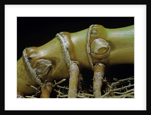 Phyllostachys aurea (golden bamboo, fish-pole bamboo) - rhizome bud by Anonymous