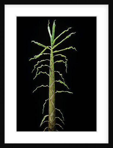 Phyllostachys aurea (golden bamboo, fish-pole bamboo) - shoot by Anonymous