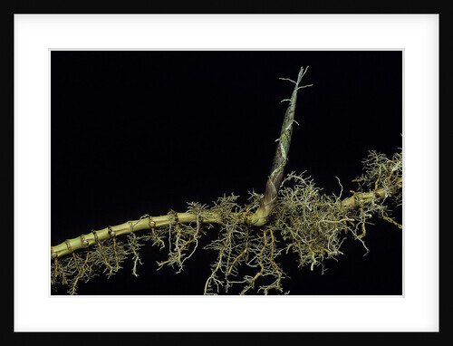 Phyllostachys aurea (golden bambou, fish-pole bamboo) - shoot on rhizome by Anonymous