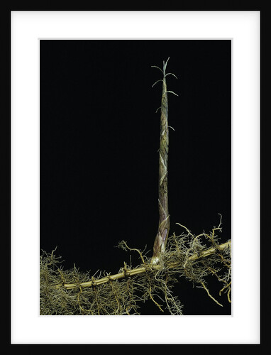 Phyllostachys aurea (golden bambou, fish-pole bamboo) - shoot on rhizome by Anonymous