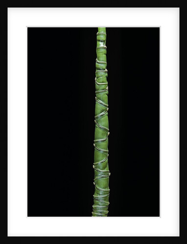 Phyllostachys aurea (golden bamboo, fish-pole bamboo) by Anonymous