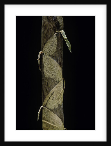 Phyllostachys aurea (golden bamboo, fish-pole bamboo) - shoot by Anonymous