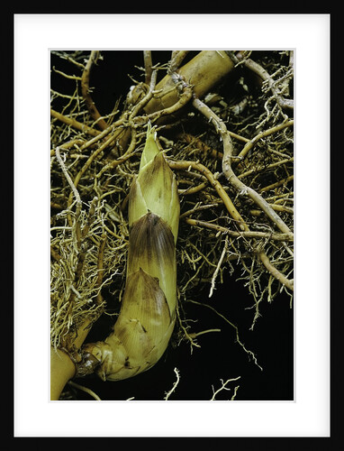 Phyllostachys aurea (golden bamboo, fish-pole bamboo) - rhizome bud by Anonymous