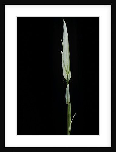 Phyllostachys aurea 'Albovariegata' (golden bamboo, fish-pole bamboo) by Anonymous