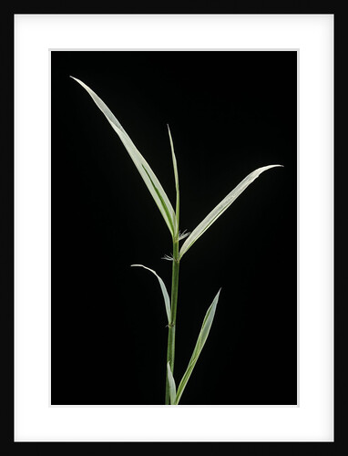 Phyllostachys aurea 'Albovariegata' (golden bamboo, fish-pole bamboo) by Anonymous