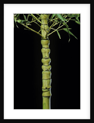 Phyllostachys aurea 'Holochrysa' (golden bamboo, fish-pole bamboo) by Anonymous