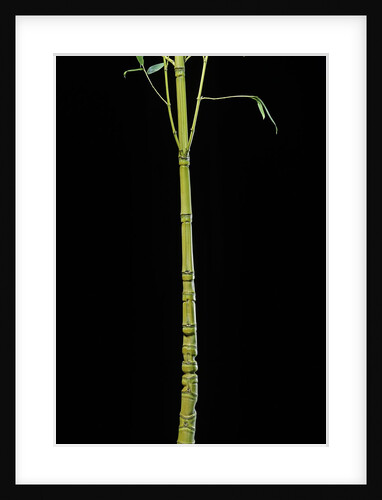 Phyllostachys aurea 'Holochrysa' (golden bamboo, fish-pole bamboo) by Anonymous