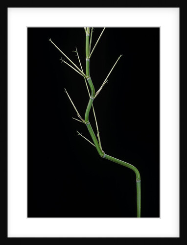 Phyllostachys aureosulcata (yellow groove bamboo) - young culm by Anonymous