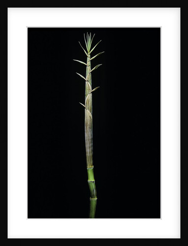 Phyllostachys aureosulcata (yellow groove bamboo) - shoot by Anonymous