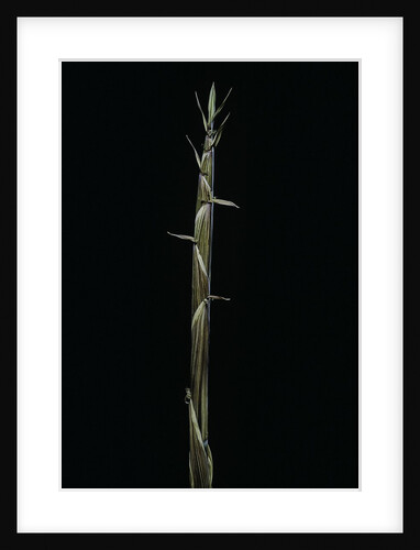 Phyllostachys aureosulcata (yellow groove bamboo) - shoot by Anonymous