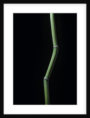Phyllostachys aureosulcata (yellow groove bamboo) by Anonymous