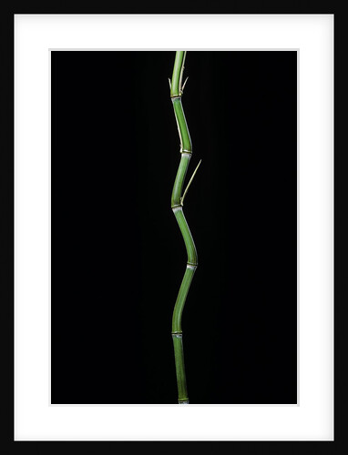 Phyllostachys aureosulcata (yellow groove bamboo) by Anonymous