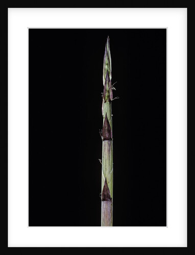 Phyllostachys aureosulcata 'Aureocaulis' (yellow groove bamboo) - shoot by Anonymous