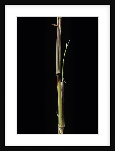 Phyllostachys aureosulcata 'Aureocaulis' (yellow groove bamboo) - shoot by Anonymous