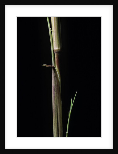 Phyllostachys aureosulcata 'Aureocaulis' (yellow groove bamboo) - shoot by Anonymous