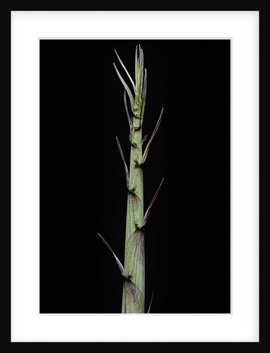 Phyllostachys aureosulcata 'Aureocaulis' (yellow groove bamboo) - shoot by Anonymous