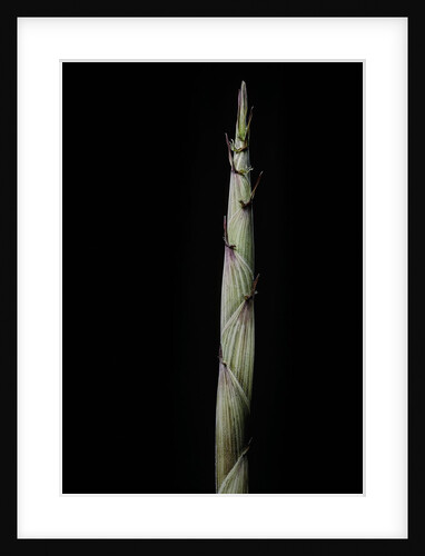 Phyllostachys aureosulcata 'Spectabilis' (showy yellow groove bamboo) - shoot by Anonymous
