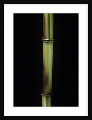 Phyllostachys aureosulcata 'Spectabilis' (showy yellow groove bamboo) by Anonymous