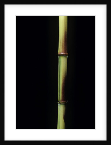 Phyllostachys aureosulcata 'Spectabilis' (showy yellow groove bamboo) by Anonymous