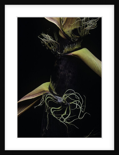Phyllostachys bambusoides (Japanese timbler bamboo) - detail of the shoot by Anonymous