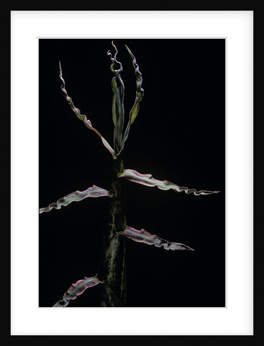 Phyllostachys bambusoides (Japanese timbler bamboo) - shoot by Anonymous