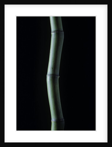 Phyllostachys bambusoides (Japanese timbler bamboo) by Anonymous