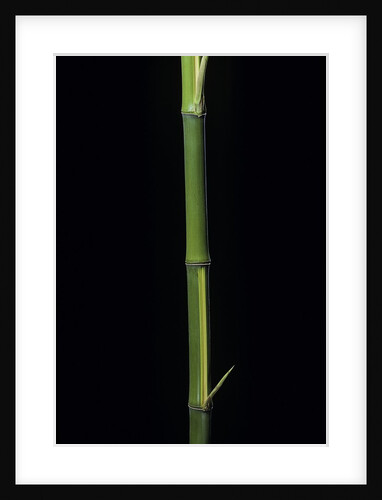 Phyllostachys bambusoides 'Castillioni-inversa' (Castillon bamboo) by Anonymous