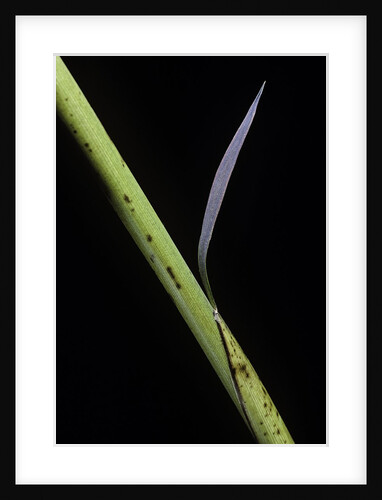 Phyllostachys bambusoides 'Castillioni-inversa' (Castillon bamboo) by Anonymous