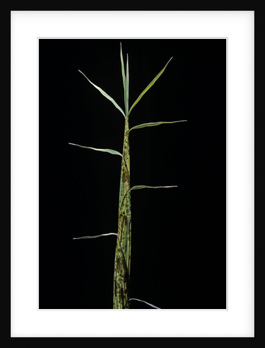 Phyllostachys bambusoides 'Castillonii' (Castillon bamboo) - shoot by Anonymous