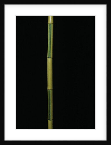 Phyllostachys bambusoides 'Castillonii' (Castillon bamboo) by Anonymous