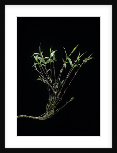 Phyllostachys bambusoides 'Castillonii' (Castillon bamboo) by Anonymous