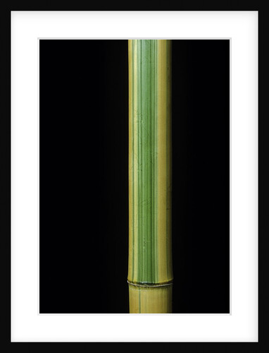 Phyllostachys bambusoides 'Castillonii' (Castillon bamboo) by Anonymous