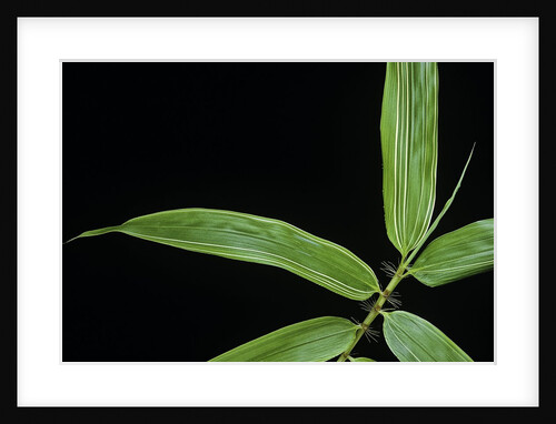 Phyllostachys bambusoides 'Holochrysa' (allgold bamboo) - leaf by Anonymous