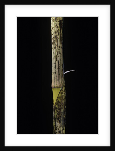 Phyllostachys bambusoides 'Holochrysa' (allgold bamboo) - young culm by Anonymous