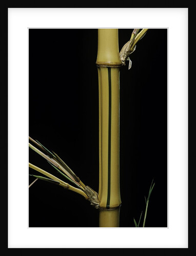 Phyllostachys bambusoides 'Holochrysa' (allgold bamboo) by Anonymous