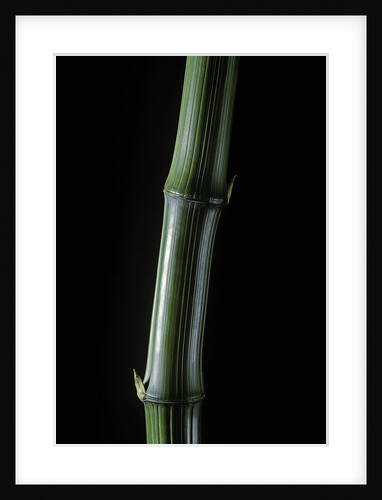 Phyllostachys bambusoides 'Marliacea' (Japanese timbler bamboo) by Anonymous