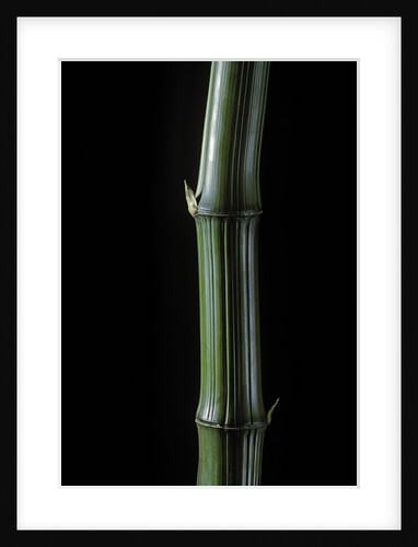 Phyllostachys bambusoides 'Marliacea' (Japanese timbler bamboo) by Anonymous