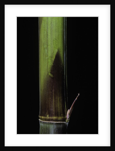 Phyllostachys bambusoides 'Violascens' (Japanese timbler bamboo) - young culm by Anonymous