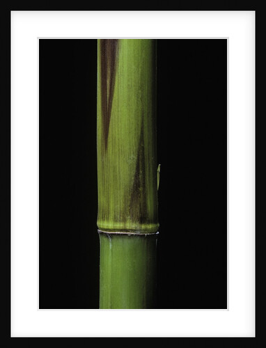 Phyllostachys bambusoides 'Violascens' (Japanese timbler bamboo) - young culm by Anonymous