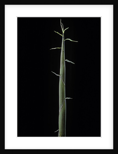 Phyllostachys bambusoides 'Violascens' (Japanese timbler bamboo) - shoot by Anonymous