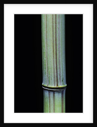 Phyllostachys bambusoides 'Violascens' (Japanese timbler bamboo) by Anonymous