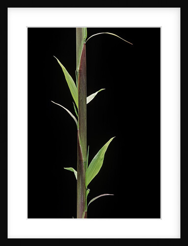 Phyllostachys decora (beautiful bamboo) - shoot by Anonymous