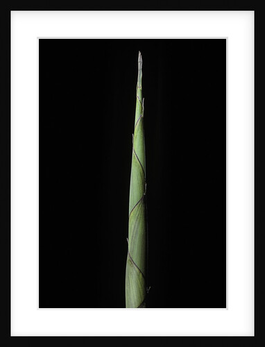 Phyllostachys decora (beautiful bamboo) - shoot by Anonymous
