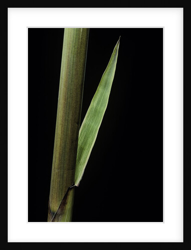 Phyllostachys decora (beautiful bamboo) - detail of the sheath by Anonymous