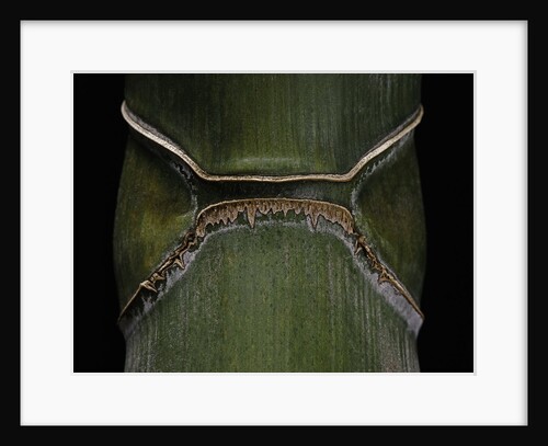Phyllostachys edulis var. heterocycla (tortoiseshell bamboo, Kikkouchiku) by Anonymous